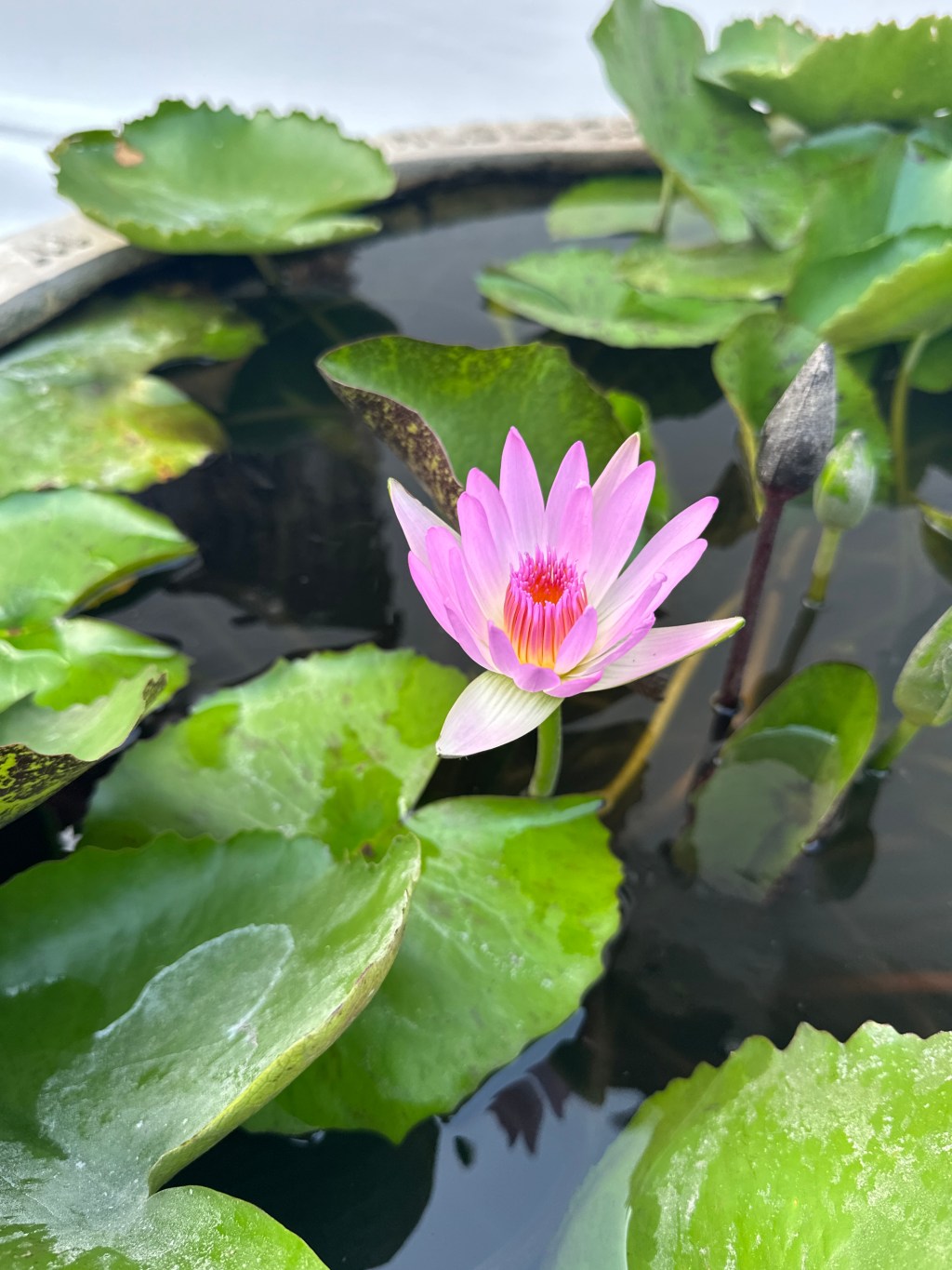 La Flor de&nbsp;Loto