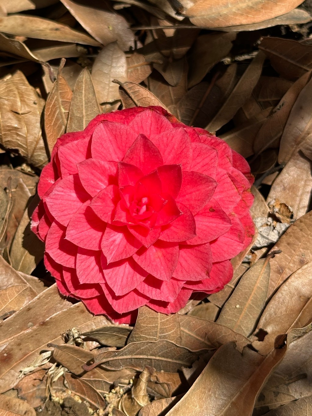 Oda a la&nbsp;frustración