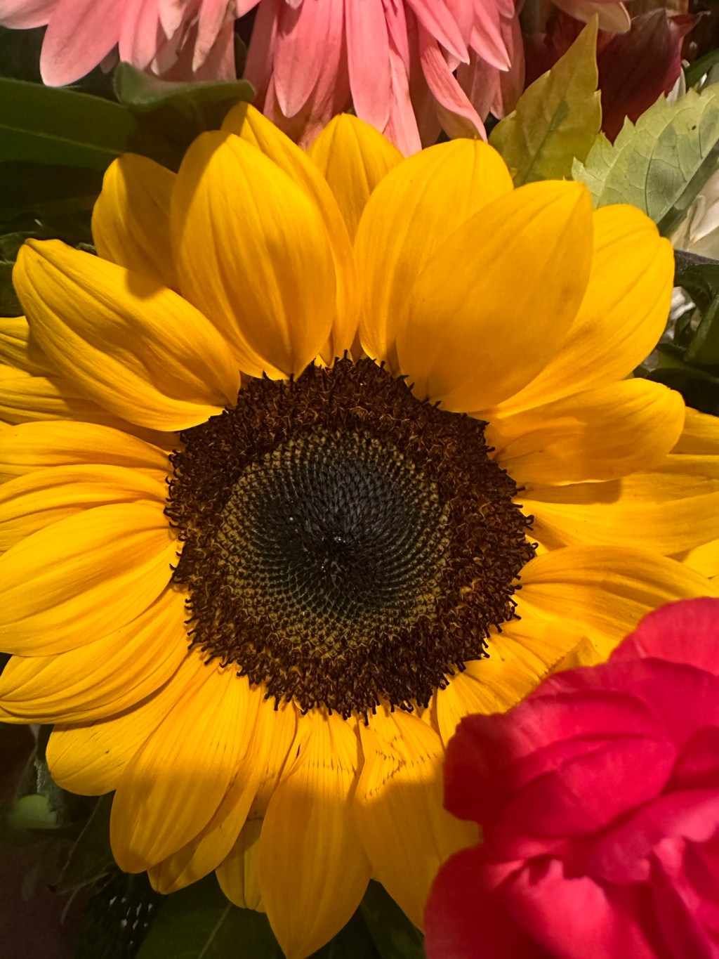 Girasoles